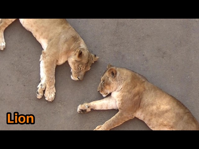 Cool lion pride #554 ライオン家族の日常【Cute animal videos