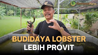 Budidaya Lobster Lebih Provit dan Mudah Perawatannya