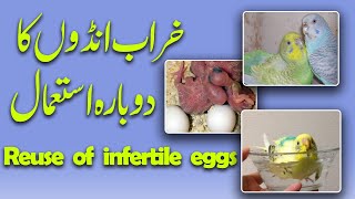 how to reuse birds infertile eggs. Video no 500 screenshot 2