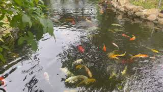 Watching Soft Swimming Koi fish At Coffee Shop Pond / Koi Fish screenshot 2