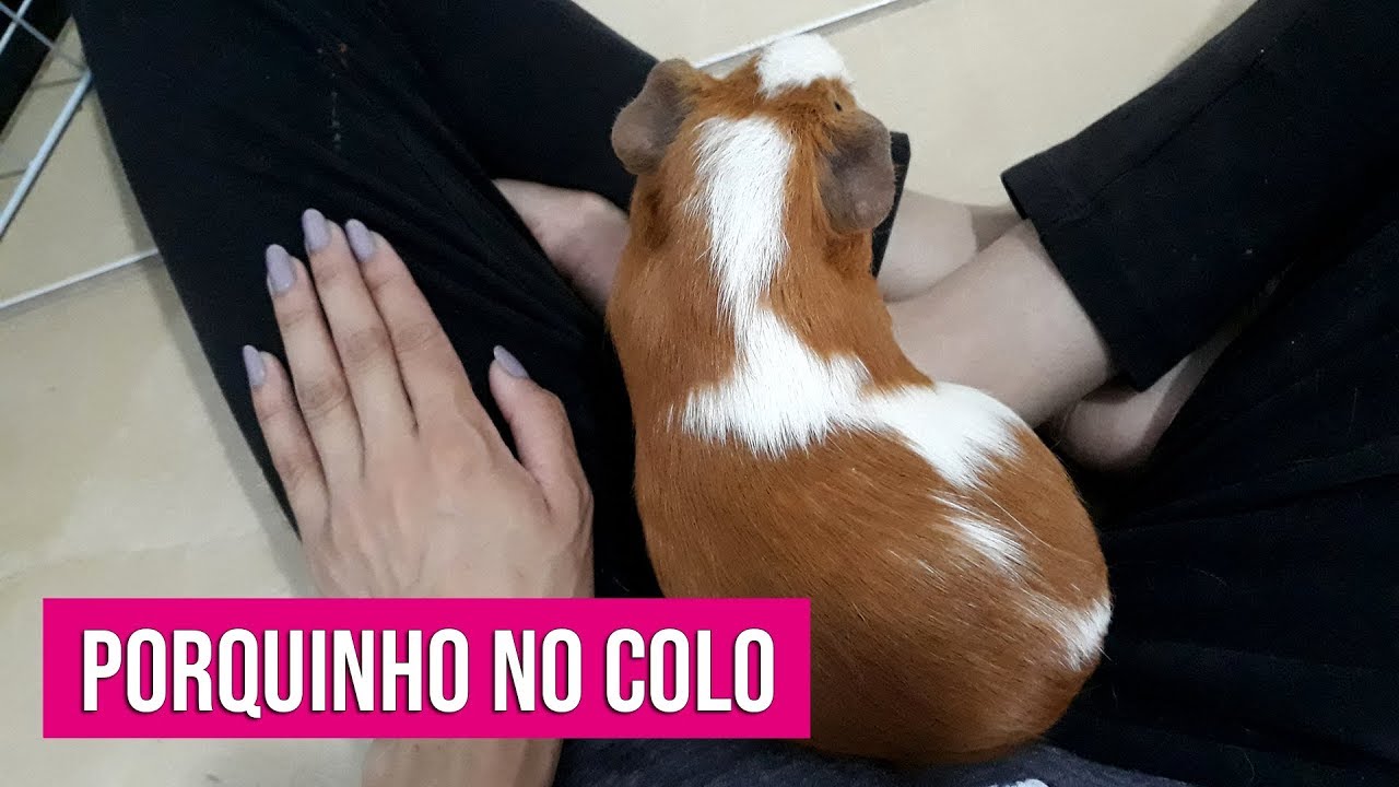 PORQUINHO DA ÍNDIA NO COLO PARA BRINCAR