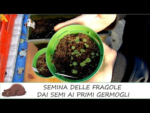 Video: Come coltivare fragole dai semi a casa?