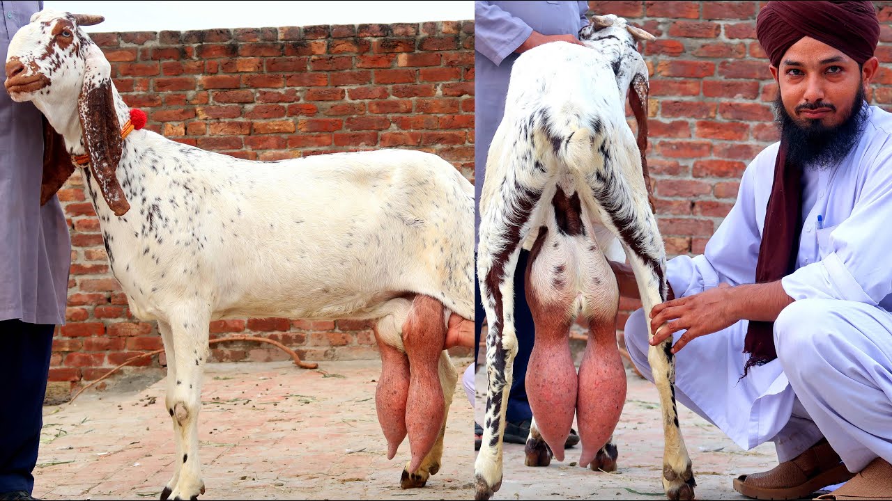 Search Youtube Channels Noxinfluencer