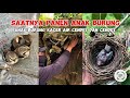 berpetualang ngecek sarang burung cendet kutilang mas dan kacer air alhamduliah anaknya udah gede