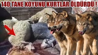 140 TANE KOYUNU KURTLAR TELEF ETTİ ! 10 TANE KÖPEK SÜRÜYÜ KORUYAMADI ÇOBAN HASTANELİK OLDU - KANGAL