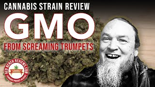 Screaming Trumpets |  GMO Strain Review | 33.09% THC!