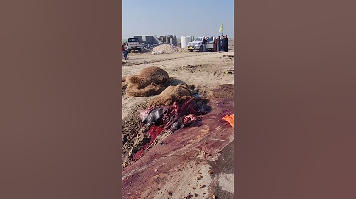 حادث على الطريق الدولي السريع في العراق _ محافظة الناصرية #بعير٣٣