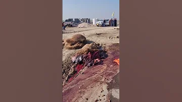 حادث على الطريق الدولي السريع في العراق محافظة الناصرية بعير٣٣ 