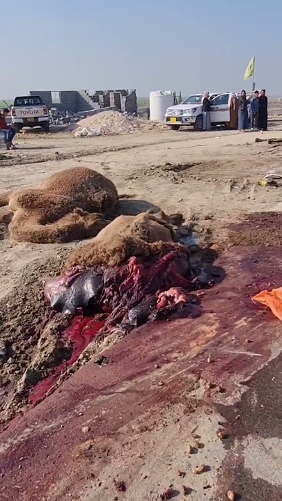 حادث على الطريق الدولي السريع في العراق _ محافظة الناصرية #بعير٣٣
