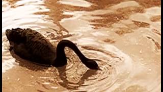 Водоплавающие птицы Водоплавающие птицы