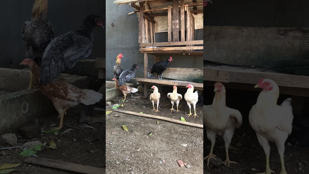 Ternak ayam kampung pemula 
