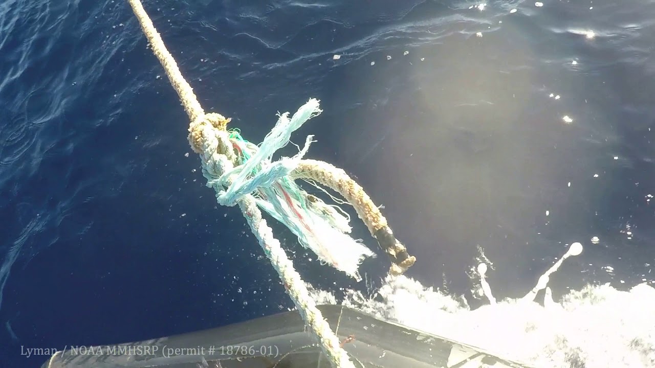 humpback whales mating Christmas Day Whale Disentanglement with NOAA!