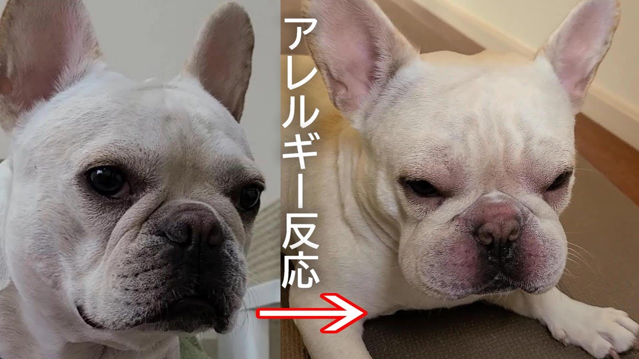 French Bulldog アレルギー反応が また出たフレンチブルドッグのウメちゃん Youtube