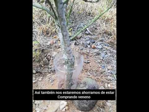 Como prevenir las hormigas en los árboles sin hacerles daño y solo con una botella de Coca-Cola hqdefault