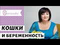 Кошки и беременность - Др. Елена Березовская