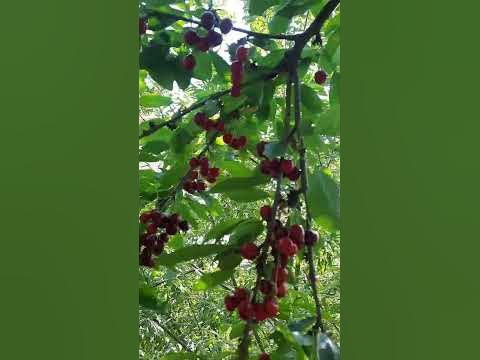 Такое видели? Домашняя Черешня. #черешня #сделайсам #природа #малярка # ...