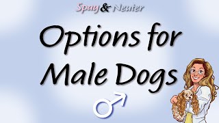 Options for Neutering Male Dogs