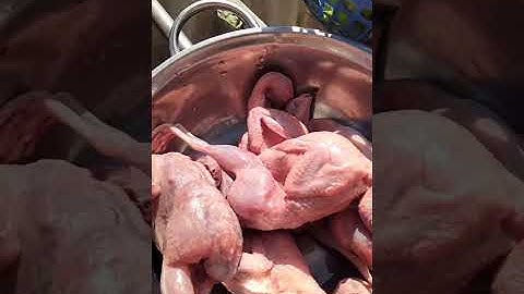 Cắt  su hào đầu vụ đông các loại rau trong vườn, nấu ăn cho gia đình và làm các việc của nhà nông.