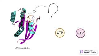 GTPase H-Ras protein