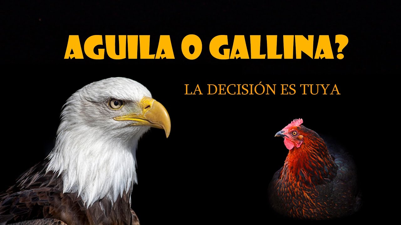 ÁGUILA o GALLINA?...La decisión es tuya!? - YouTube