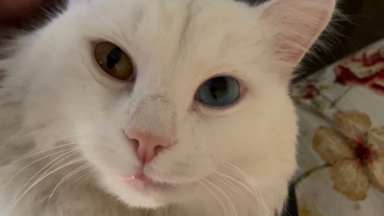 Deaf Cat Enjoying His Daily Massage Session 