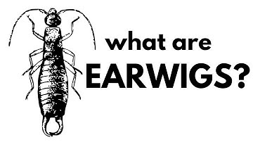 What are Earwigs?