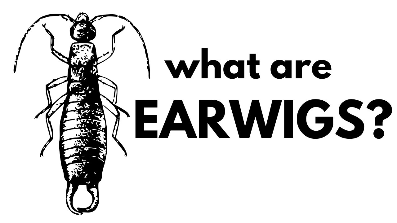 What are Earwigs? - YouTube