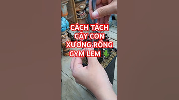 Cách tách cây con xương rồng gym lem 🌵#shorts #xuhuongyoutube #cachtrongxuongrong #reels #cactus