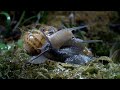 Slow down with snails and slugs  relax with nature  bbc earth