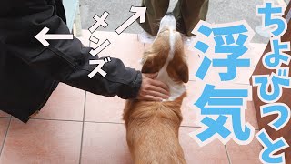 うっかり浮気しそうになるコーギー犬 by コギチューブ【犬と猫のゆるい生活】 36,626 views 1 month ago 8 minutes, 45 seconds
