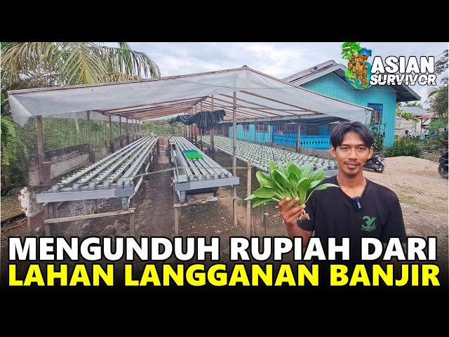 KREATIF! ANAK TRANSMIGRAN 94 INI MANFAATKAN LAHAN PASANG SURUT TANAM SAYUR HIDROPONIK DI KALIMANTAN class=