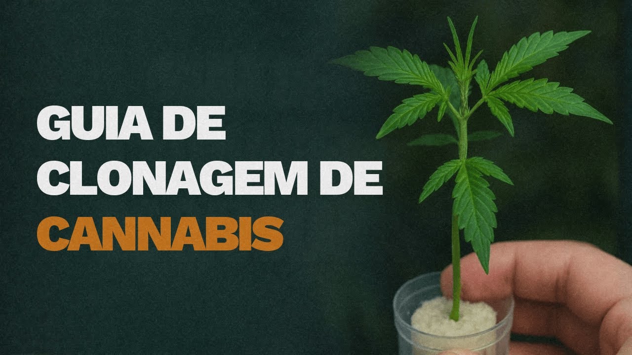 Como Clonar Cannabis do Zero: Guia Completo para Preservar Genéticas e Turbinar Seu Cultivo