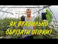 ЯК ПРАВИЛЬНО ОБРІЗАТИ/ПАСИНКУВАТИ ОГІРКИ?