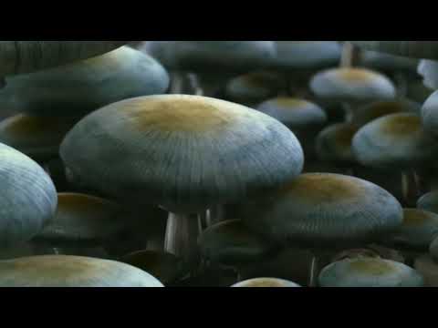 THX Deep Note Trailer - Amazing Life | DigitalEra