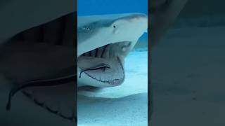 Los tiburones tienen un dentista privado 😲#tiburones #dentista #datoscuriosos #curiosidades