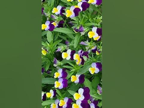 colord flower #flowers - YouTube