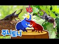 생생탐구 턱과 뿔의 힘 대결 장수풍뎅이 사슴벌레 어린이 자연관찰 곤충동요 인기동요 주니토니 JunyTony 생생탐구 턱과 뿔의 힘 대결 장수풍뎅이 사슴벌레 어린이 자연관찰 곤충동요 인기동요 주니토니 JunyTony