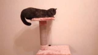 Британский котёнок Пиоша достаёт свою маму Манюню Британский котёнок Пиоша достаёт свою маму Манюню