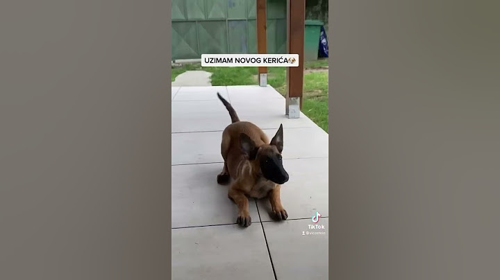 VICOSTEIN: DANAS UZIMAM NOVOG KERIĆA🐶 #shorts