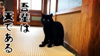 猫だった頃を思い出しかけている猫 Ten gets his cat skills back