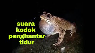 Suara KODOK(Frog Sound Effect After Rain) Bunyi katak Hujan di pinggir kolam | Suara Relaksasi Alami