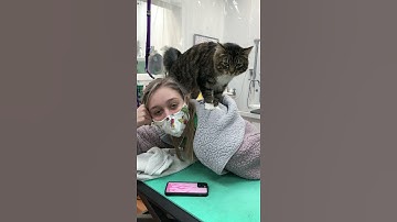 Our Shop Cat Gives Massages to Hardworking Employees || ViralHog