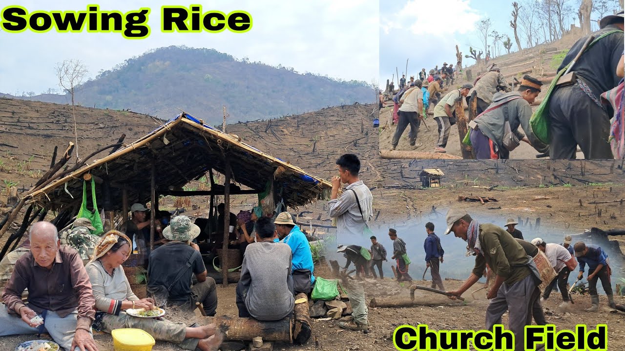 KEHUN LOW || Traditional Method Of Sowing Rice In Jhum cultivation || Naga farmers