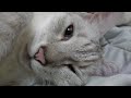 猫と家族の日常ライブ久しぶりの生配信26.3.15.13時