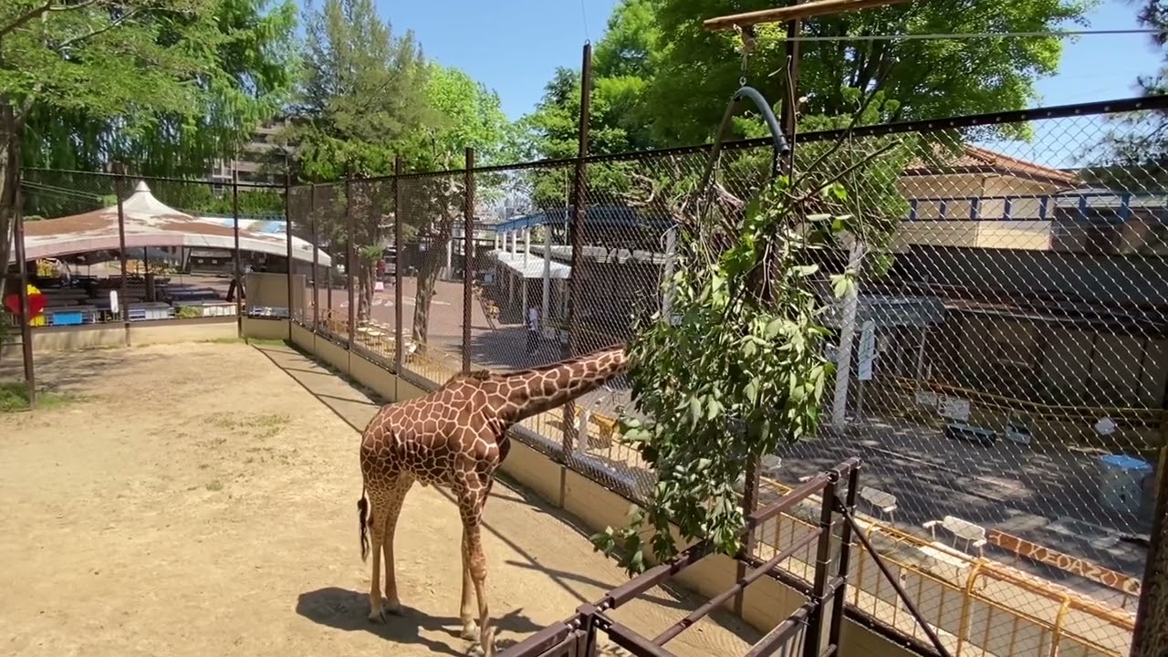 池田動物園公式】キリンの採食エンリッチメント - YouTube