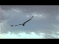 Der Flug des Condors, Peru