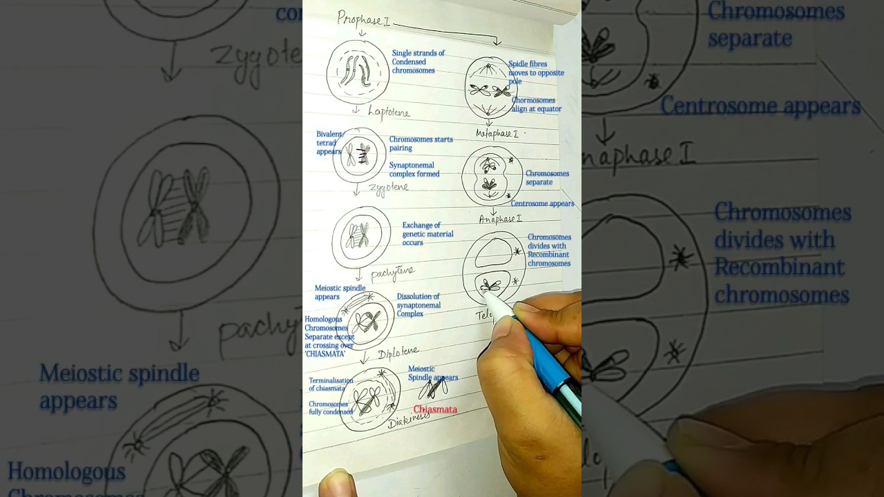 Meiosis easy diagram(part-1)