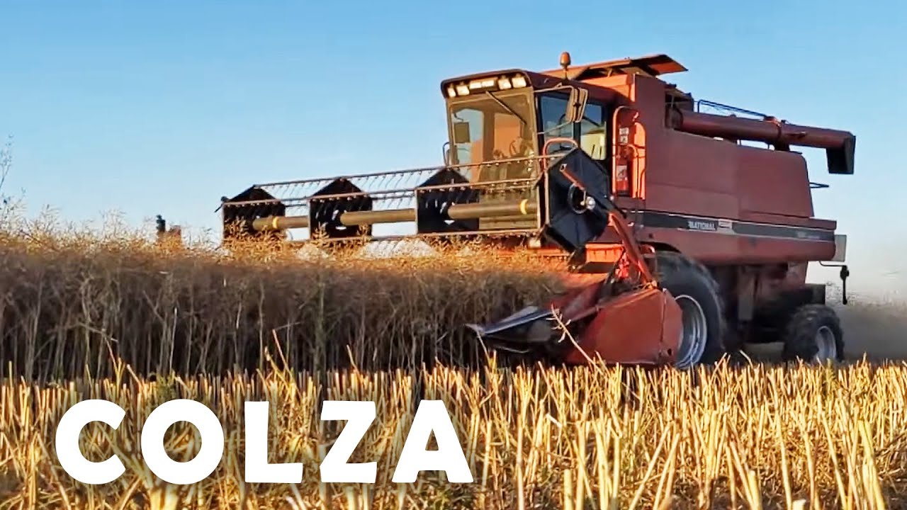 La moisson du colza - 2022