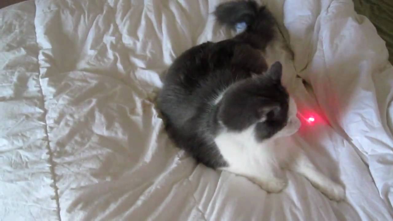 Funny Cat Chasing Laser Light YouTube