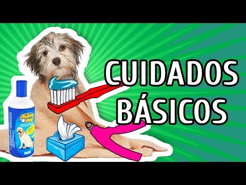Vídeo: Como Cuidar Do Seu Cachorro Enrugado